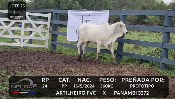Lote LOTE 25