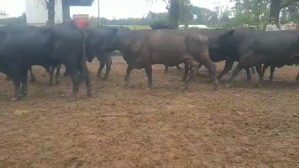 Lote 35 Vacas de invernar en Gral. Pinero, Chaco