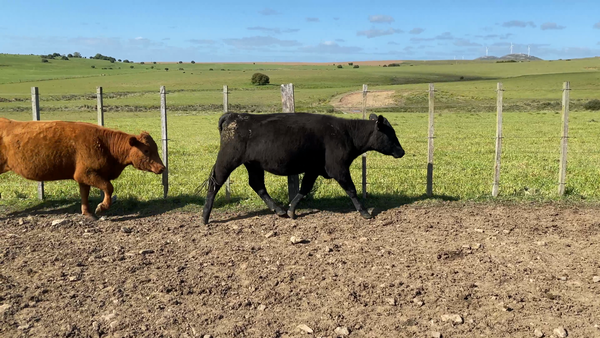 Lote 60 Vaquillonas 1 a 2 años en Sierra de los Caracoles, Maldonado