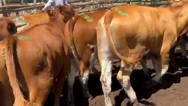Lote 20 Novillo Engorda en Melipilla, Región Metropolitana