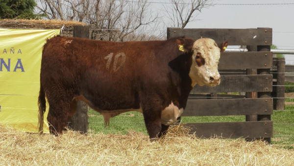 Lote TOROS P. HEREFORD PURO REGISTRADO