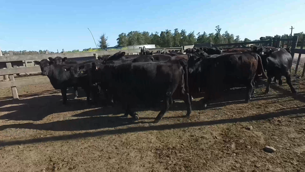 Lote 30 Vaquillonas preñadas en Sauce, Canelones