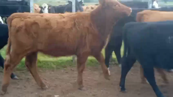 Lote 75 Terneras Raza Carne