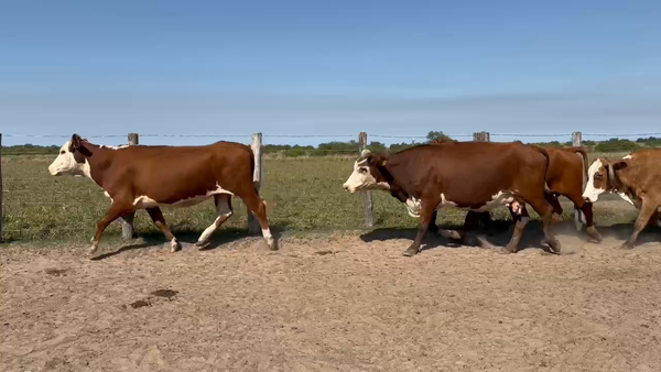 Lote 35 Vacas faena