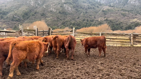 Lote 19 Ternero en Coyhaique, XI Región Aysén