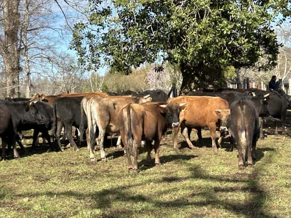 Lote 30 Novillo Engorda en Purranque, X Región Los Lagos