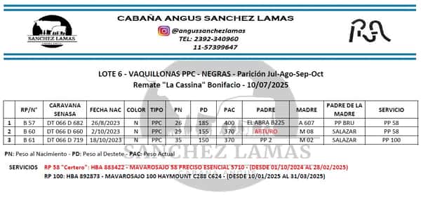 Lote VAQUILLONAS PPC NEGRAS