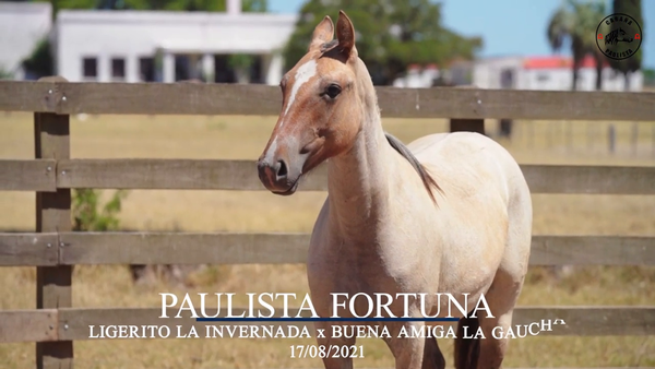 Lote Paulista Fortuna