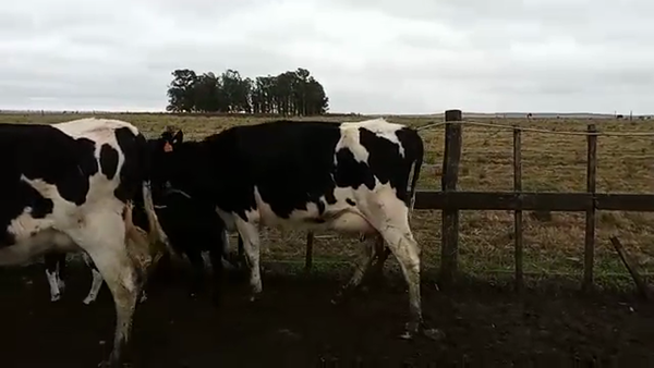 Lote 6 Piezas de cría HOLANDO a remate en PANTALLA CAMY, San José