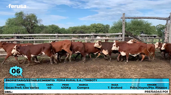 Lote LOTE 6