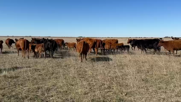 Lote 65 Terneros EN LAMADRID- A TERMINO