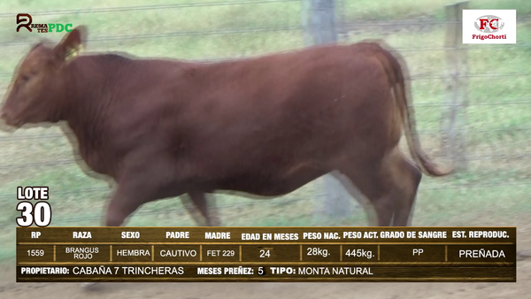 Lote VAQUILLA - BRANGUS ROJO