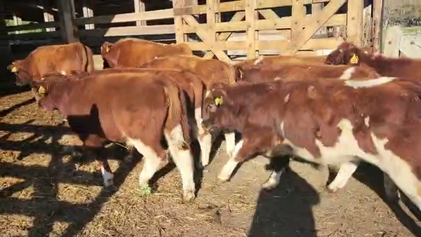Lote 38 Ternero en Melipeuco, IX Región Araucanía