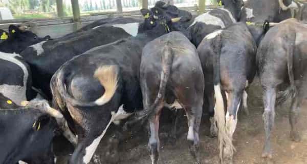 Lote 22 Novillo Engorda en María Pinto, Región Metropolitana