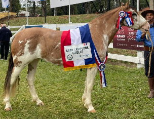 Lote CRIOLLOS PEÑEZ GRAN CAMPEONA  -  EXPO INTERNACIONAL 2022 RP 80 - LOTE B