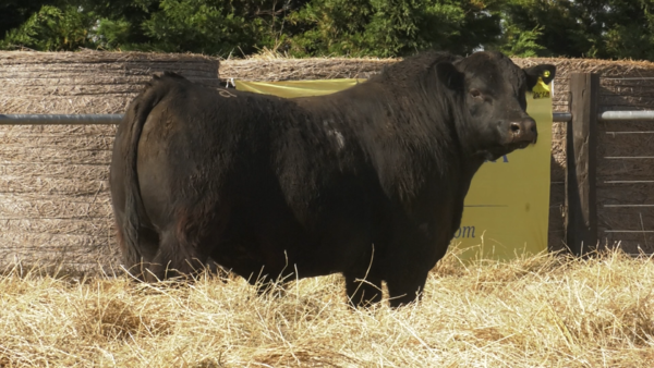 Lote TOROS ANGUS PURO CONTROLADO