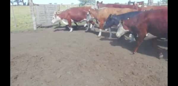 Lote 30 Vacas usadas preñadas en Villaguay, Entre Ríos