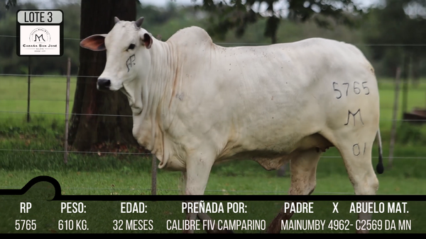 Lote LOTE 3