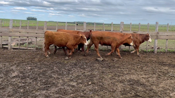 Lote 189 Novillos 1 a 2 años en Meneses, Artigas