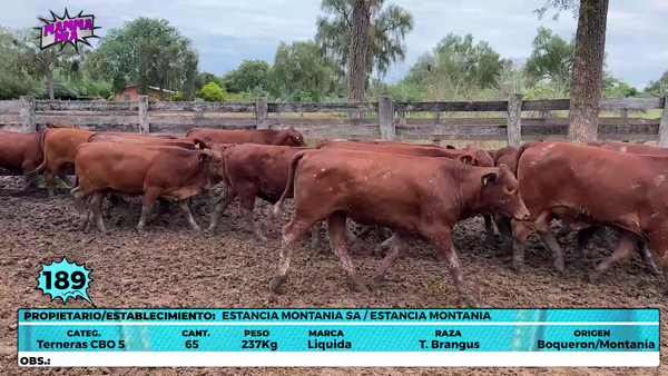 Lote LOTE 189
