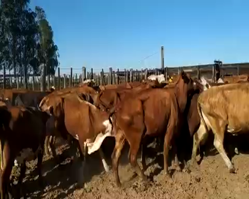 Lote 33 Vacas de invernar en Ituzaingó, Corrientes