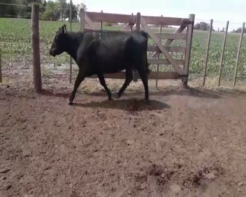 Lote 30 Vacas Angus Preñadas Ultima Cria, en Las Flores, PBA.-