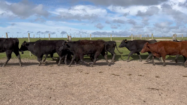 Lote 170 Vacas vacías en Costas de Ayala, Treinta y Tres