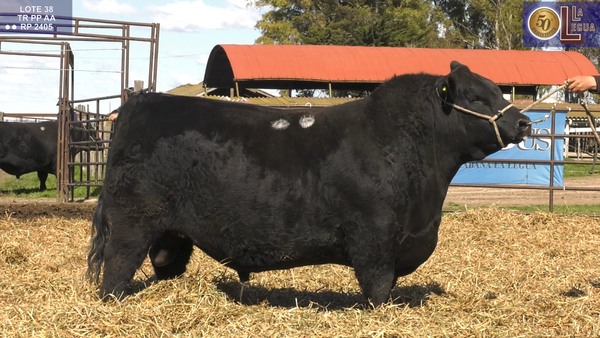 Lote TOROS ANGUS PP (RP 2401 SE VENDE EL 50%) (RP 2405 SE VENDE EL 100%)