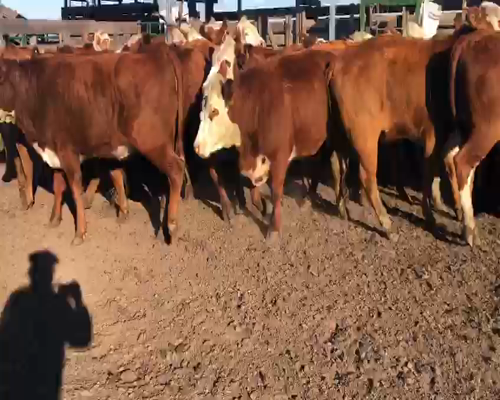Lote 32 Vaquillonas C/ gtia de preñez en Villaguay, Entre Ríos