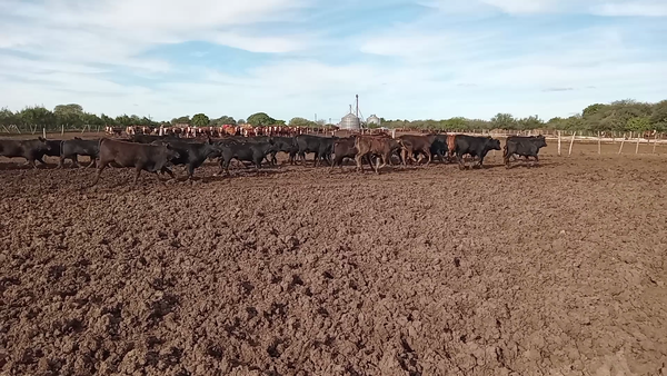 Lote 120 Terneros/as Brangus en Cululú, Santa Fe