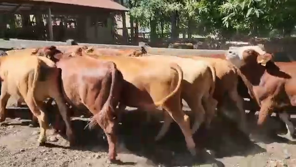 Lote 25 Novillo Engorda en Los Lagos, XIV Región Los Ríos
