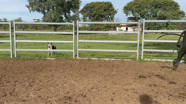 Lote 105 Terneros