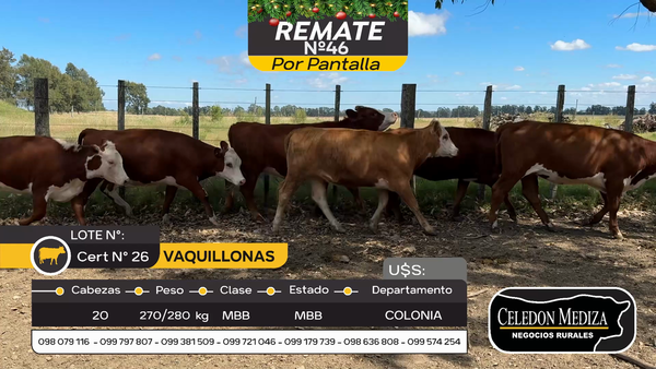 Lote 20 Vaquillonas  en Colonia