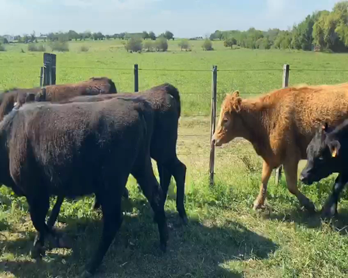 Lote 24 Vaquillonas en Paysandú