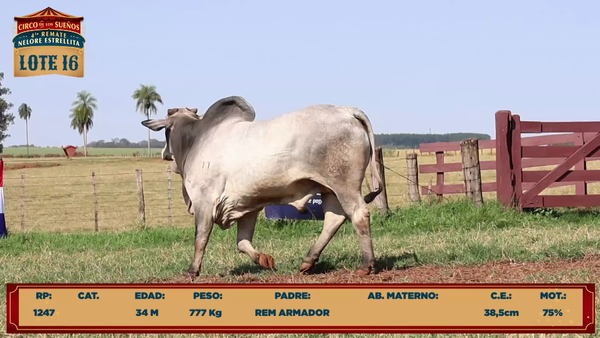 Lote LOTE 16