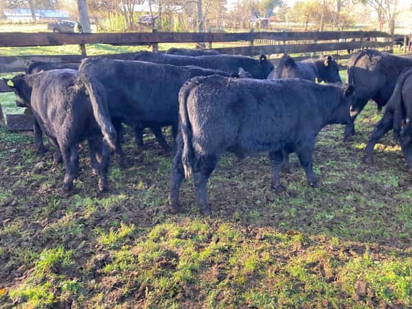 Lote 19 Ternero en Purranque, X Región Los Lagos