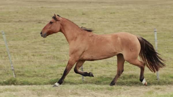 Lote Vaquillonas Holando Preñadas, en Christophersen, Sta Fe