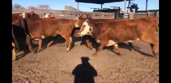 Lote 32 Vaquillonas C/ gtia de preñez en Villaguay, Entre Ríos