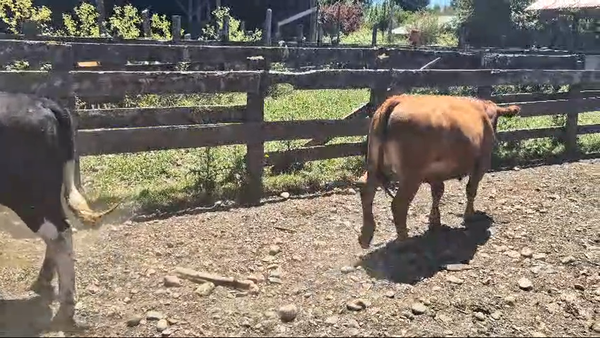 Lote 19 Novillo Engorda en Mariquina, XIV Región Los Ríos