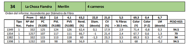 Lote 4 carneros
