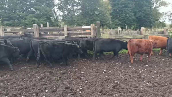 Lote 50 Ternera, Puyehue, X Región Los Lagos