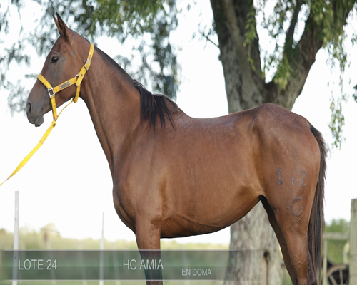Lote HC ABIA