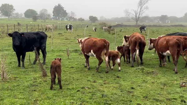 Lote 26 Piezas de cría a remate en Pantalla Camy  en Santa Lucia