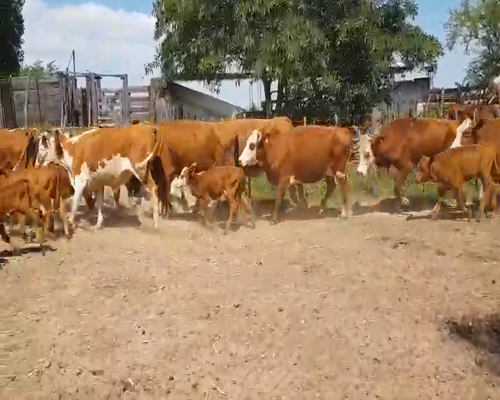 Lote 30 Vacas medio uso en Esquina, Corrientes