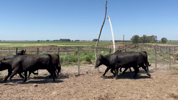 Lote 96 Vaquillonas 1 a 2 años en Puntas de Maciel, Florida