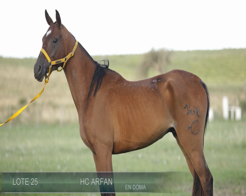 Lote HC ARFAFN