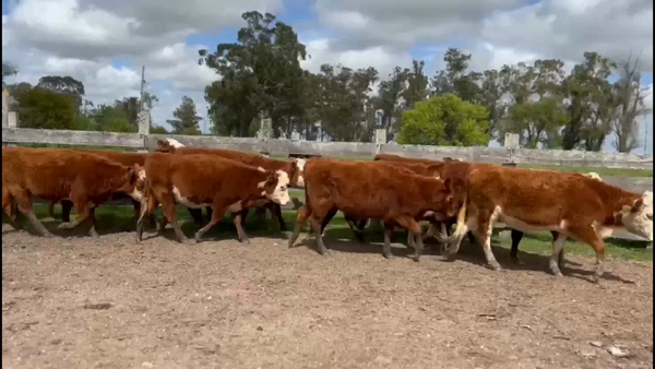 Lote 36 Vaquillonas preñadas en Retamoza, Lavalleja