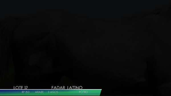 Lote FADAR LATINO
