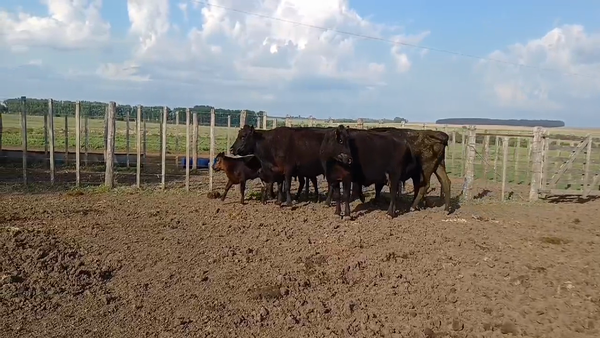 Lote 6 Piezas de cría ANGUS a remate en #50 Pantalla Carmelo en COQUIMBO