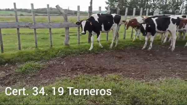 Lote TERNEROS